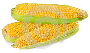 An ear of corn isolated on a white background