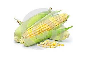 Ear of corn isolated on white background.
