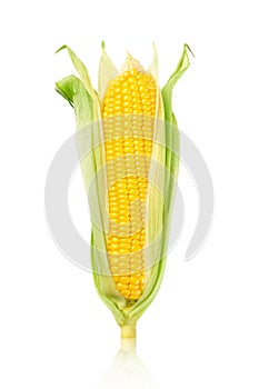 Ear of Corn isolated on a white background