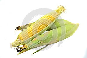 An ear of corn