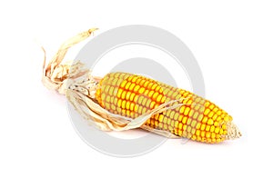 An ear of corn isolated