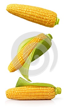 Ear of corn isolated on a white background