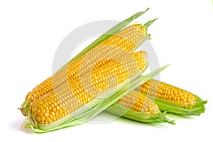 Ear of corn isolated on a white background