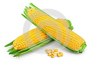 ear of corn isolated on a white background. Clipping path and full depth of field