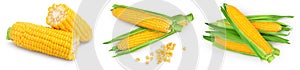 ear of corn isolated on a white background. Clipping path and full depth of field. Set or collection