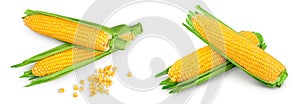 ear of corn isolated on a white background. Clipping path. Top view. Flat lay