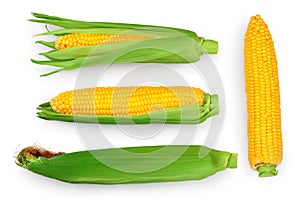 Ear of corn isolated on a white background. Clipping path. Top view. Flat lay. Set or collection