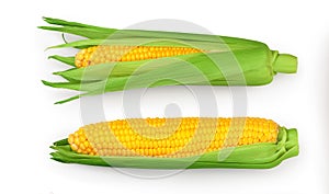 ear of corn isolated on a white background. Clipping path. Top view. Flat lay. Set or collection