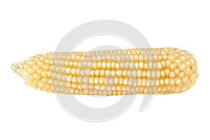 Ear of corn isolated on white background, corn for pop corn