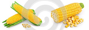 ear of corn isolated on a white background with full depth of field
