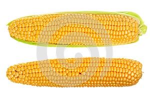 Ear of corn isolated on a white background. Top view