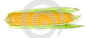 Ear of corn isolated on a white background. Top view