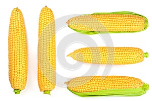 Ear of corn isolated on a white background. Top view. Set or collection