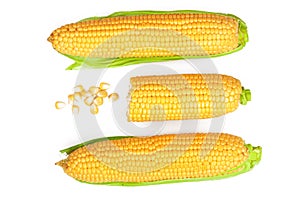 Ear of corn isolated on a white background. Top view. Set or collection