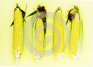 Ear of corn isolated on yellow background as package design element.