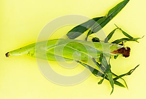 Ear of corn isolated on yellow background as package design element.