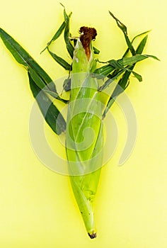 Ear of corn isolated on yellow background as package design element.