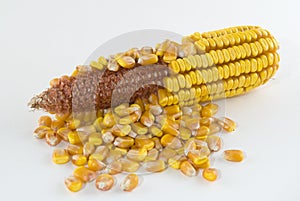 Ear of corn with kernels removed