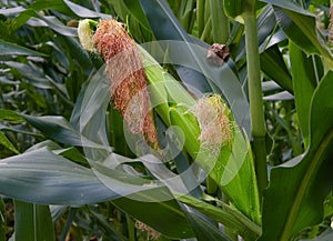 An ear of corn ripening on a corn stalk