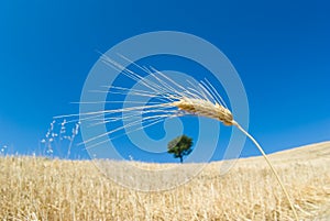 Wheat and solitary tree photo