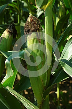 Ear of Corn on the Stalk