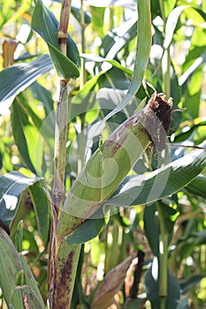 Ear of corn photo