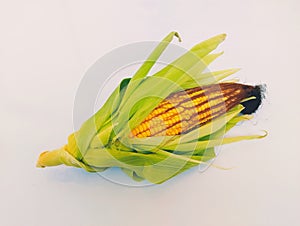 Ear-corn sweet corn on the cob yellow maize cobs whole ear-corn sweetcorns zea mays makka bhutta maiz milho mais photo photo