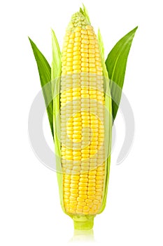 Ear of Corn / vertical / isolated