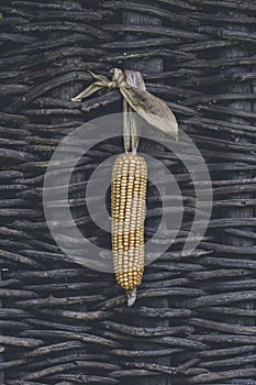 Ear of Corn on wattle