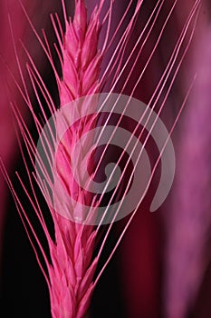 Ear of Corn Wheat on white background