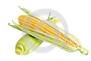 An ear of cornn isolated on the white photo