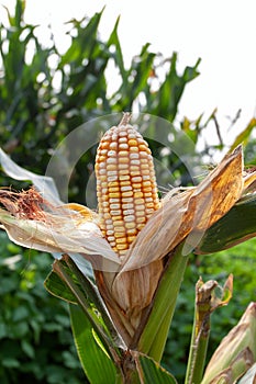 Ear of corns ready for harvest