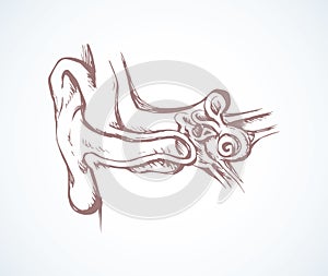 Ear in cross section. Vector drawing