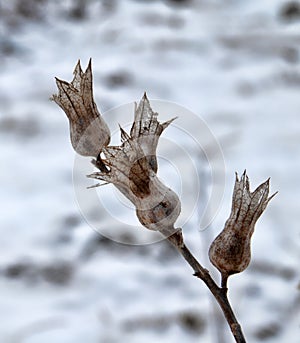 Ear with dried fruits of henbane