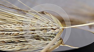 Ear of dry wheat rotating counterclockwise macro