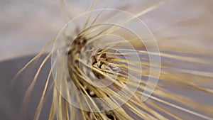 Ear of dry wheat rotating counterclockwise macro