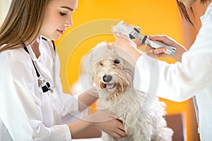 Ear examination of Maltese dog in vet clinic