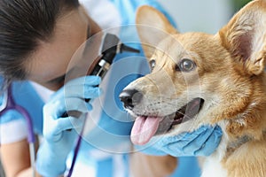 Ear examination by veterinarian in clinic closeup