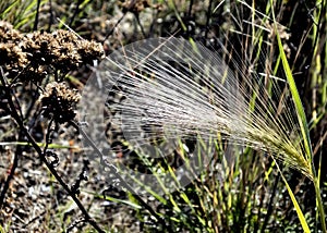 Ear feather grass