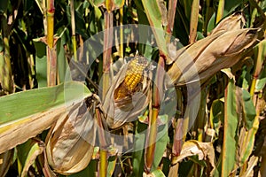 Ear of Field Corn