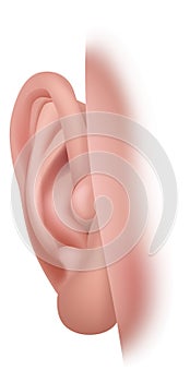 Ear Five Senses Human Body Part Sense Organ Icon