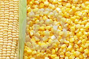 Ear of fresh corn and tinned corn