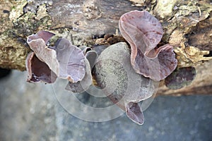 ear fungus or Auricularia auricula that grows on dead wood