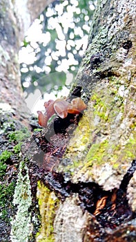 Ear fungus growing on a humid mango tree during the day & x28;Auricularia auricula& x29;