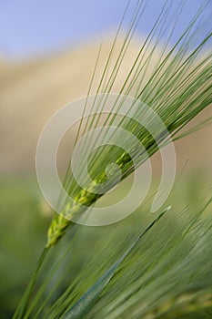 Ear with grains