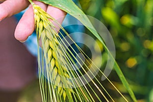 Ear of green wheat in hand, close up