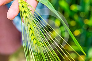 Ear of green wheat in hand, close up