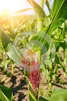 Ear of growing corn on sunny day.Cereals family