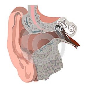 Ear Health Care Concept. Ear Cut Flat Design