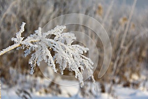 Ear in hoarfrost